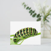 アゲハチョウの幼虫 ポストカード (スタンド正面)