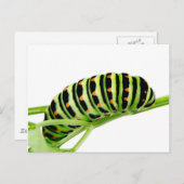 アゲハチョウの幼虫 ポストカード (正面/裏面)