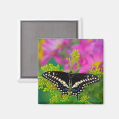 アゲハチョウの着陸 マグネット (正面/裏面)