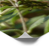 アゲハチョウオンバタフライブッシュ ポスター (角)