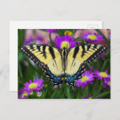 アゲハチョウバタフライオンデイジー ポストカード (正面/裏面)