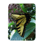 アゲハチョウバタフライIオンミルクウィードアットシェナンドア マグネット (縦)