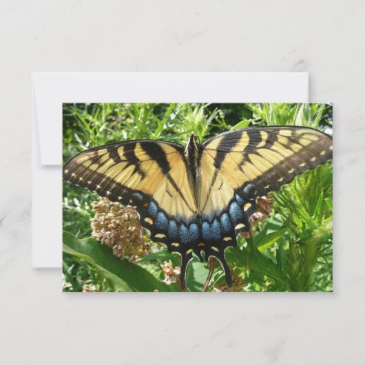 アゲハチョウバタフライIIアットシェナンドア (正面)