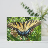 アゲハチョウバタフライIIアットシェナンドア (スタンド正面)