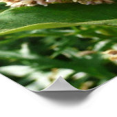 アゲハチョウバタフライIIアットシェナンドア ポスター (角)