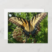 アゲハチョウバタフライIII美しいカラフル写真 (正面/裏面)