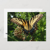 アゲハチョウバタフライIII美しいカラフル写真 ポストカード (正面/裏面)