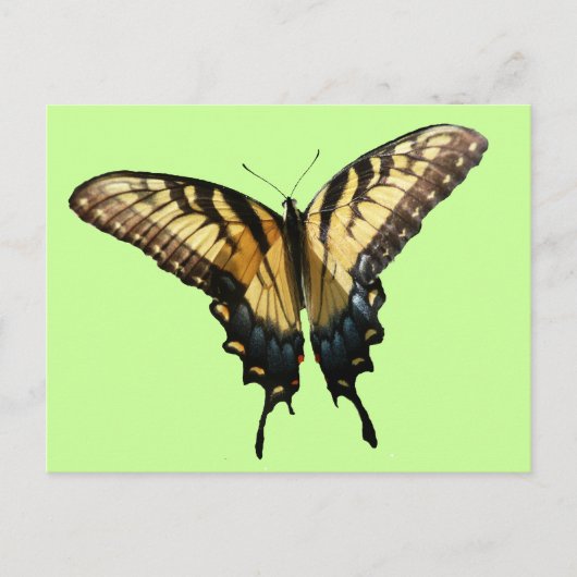 アゲハチョウバタフライIII美しいカラフル写真 ポストカード (正面)