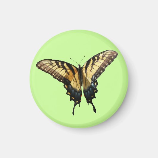 アゲハチョウバタフライIII美しいカラフル写真 マグネット (正面)