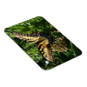 アゲハチョウバタフライIII美しいカラフル写真 マグネット (右側)