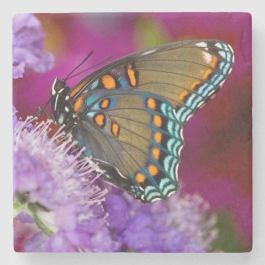 アゲハチョウ科の蝶々 Spicebush Swallowtail ストーンコースター (正面)