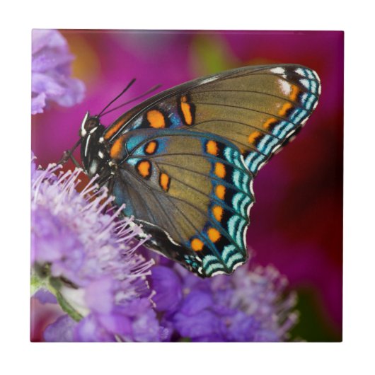 アゲハチョウ科の蝶々 Spicebush Swallowtail タイル (正面)