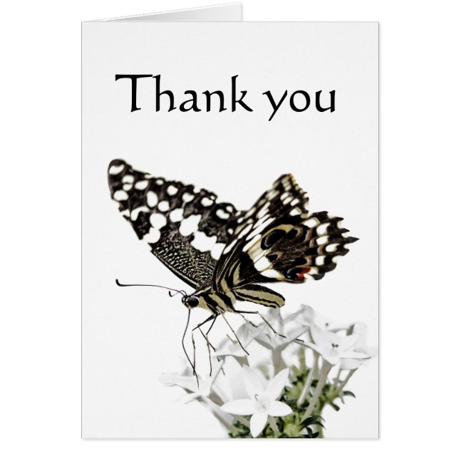 アゲハチョウ蝶が白に浮かぶ (正面)