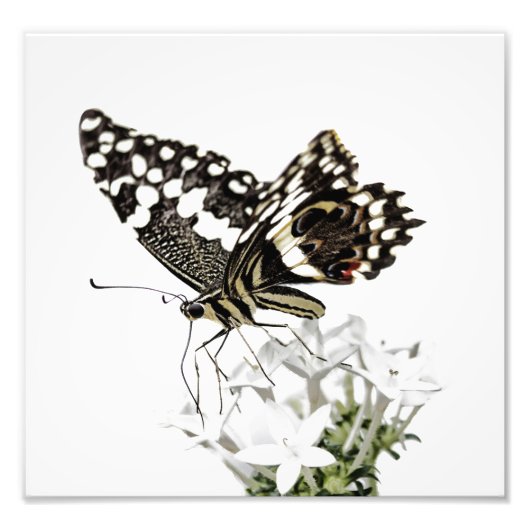 アゲハチョウ蝶が白に浮かぶ フォトプリント            (正面)