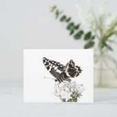 アゲハチョウ蝶が白に浮かぶ ポストカード (スタンド正面)