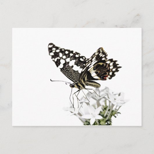 アゲハチョウ蝶が白に浮かぶ ポストカード (正面)