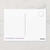 アゲハチョウ蝶とアザミ ポストカード (裏面)