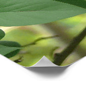 アゲハチョウ蝶と薄紫ブッシュ ポスター (角)