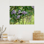 アゲハチョウ蝶と薄紫ブッシュ ポスター (キッチン)