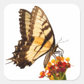 アゲハチョウ蝶の上にムラサキの花 スクエアシール (正面)