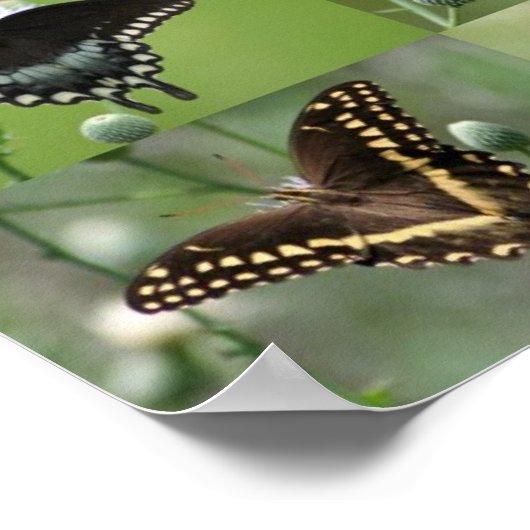 アゲハチョウ蝶の南東ジョージア ポスター (角)