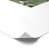 アゲハチョウ蝶の南東ジョージア ポスター (角)