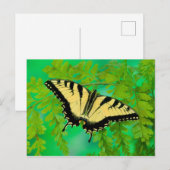 アゲハチョウ蝶の着陸 ポストカード (正面/裏面)