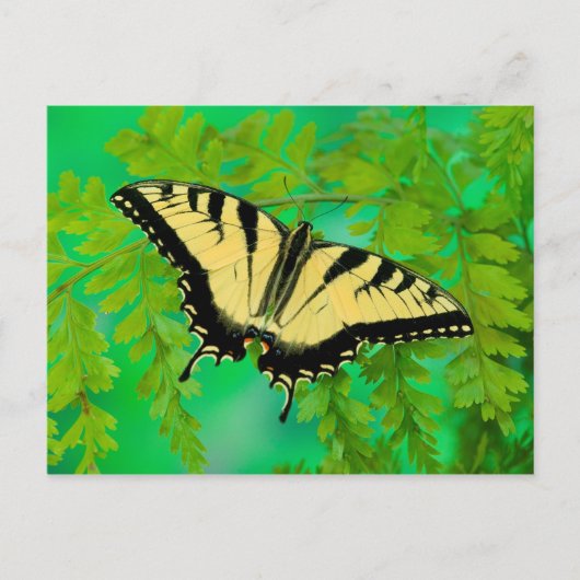 アゲハチョウ蝶の着陸 ポストカード (正面)