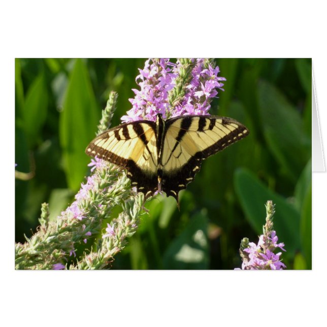 アゲハチョウ蝶の紫色の野生の花 (正面横)
