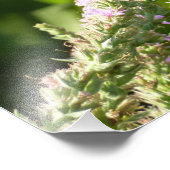 アゲハチョウ蝶の紫色の野生の花 フォトプリント (角)