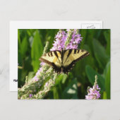 アゲハチョウ蝶の紫色の野生の花 ポストカード (正面/裏面)
