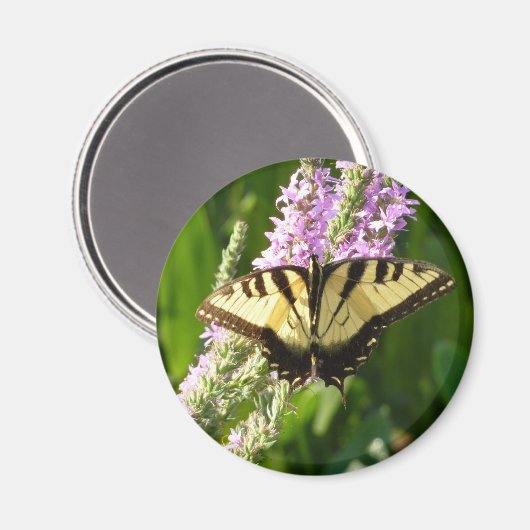 アゲハチョウ蝶の紫色の野生の花 マグネット (正面/裏面)