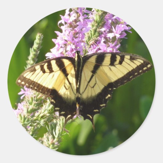 アゲハチョウ蝶の紫色の野生の花 ラウンドシール (正面)