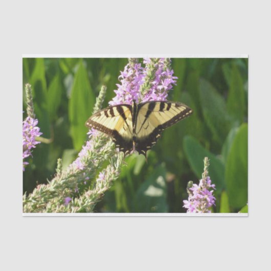 アゲハチョウ蝶の紫色の野生の花 薄葉紙 (正面)