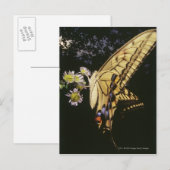 アゲハチョウ蝶の花、クローズアップ ポストカード (正面/裏面)