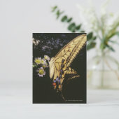 アゲハチョウ蝶の花、クローズアップ ポストカード (スタンド正面)