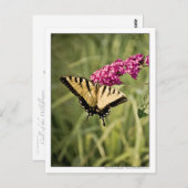 アゲハチョウ蝶の蝶のブッシュフォト ポストカード (正面/裏面)