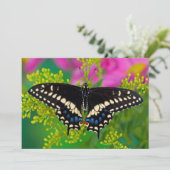 アゲハチョウ蝶 サンキューカード (スタンド正面)