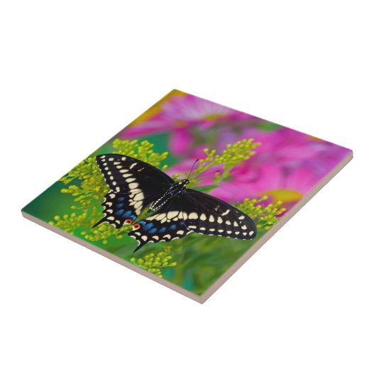 アゲハチョウ蝶 タイル (側面)