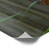 アゲハチョウ蝶 ポスター (角)