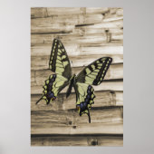 アゲハチョウ蝶 ポスター (正面)