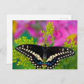 アゲハチョウ蝶 ポストカード (正面/裏面)