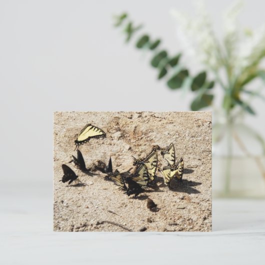 アゲハチョウ蝶 ポストカード (スタンド正面)