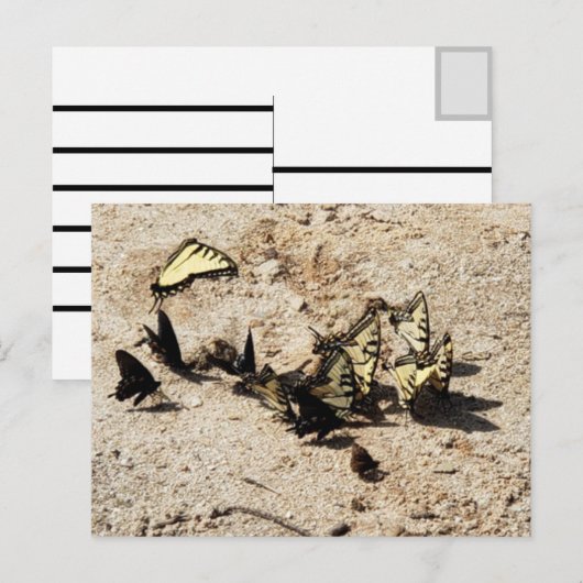 アゲハチョウ蝶 ポストカード (正面/裏面)