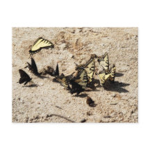 アゲハチョウ蝶