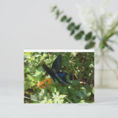 アゲハチョウ蝶 ポストカード (スタンド正面)