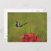 アゲハチョウ飛んでいる蝶の花の近く、千葉県 ポストカード (正面/裏面)