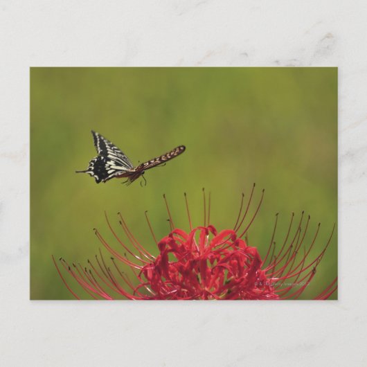 アゲハチョウ飛んでいる蝶の花の近く、千葉県 ポストカード (正面)