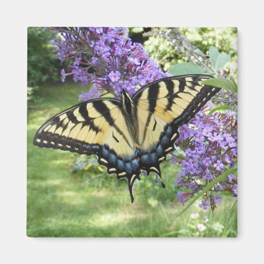 アゲハチョウ94 ～磁石 マグネット (正面)