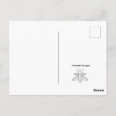 アゲハチョウ – はがき (裏面)